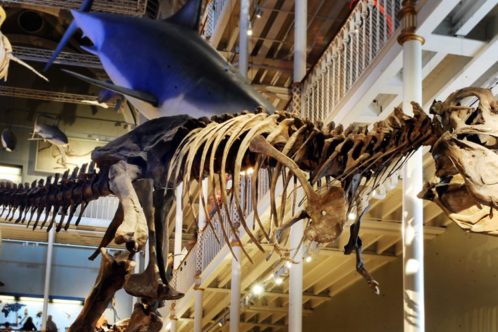 National Museum of Scotland, photo of T-Rex skeleton